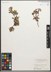 Foto von Salix retusa L.